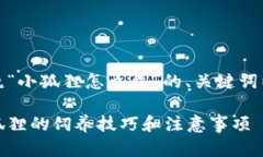 当然可以。以下是围绕“小狐狸怎么弄”的、关